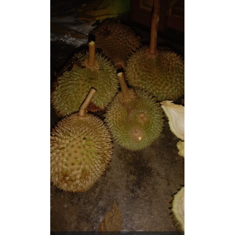 

Durian lokal isi tebal ukuran sedang