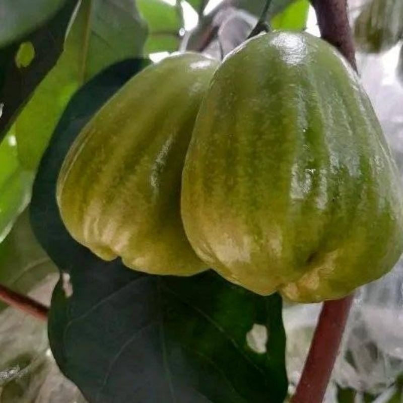 BIBIT JAMBU AIR CINCALO TEBU