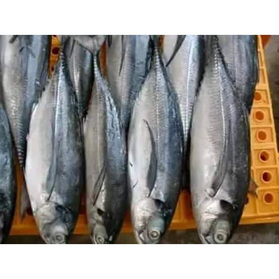 

Ikan tengkek frozen super 1 kg