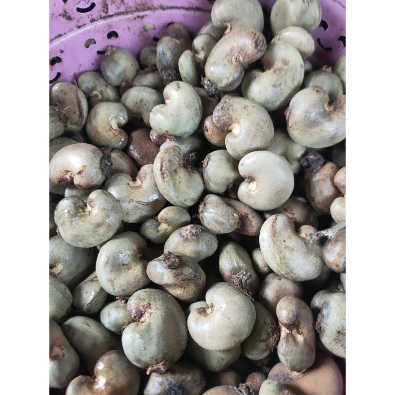 

biji jambu mete/jambu mede 1 kg