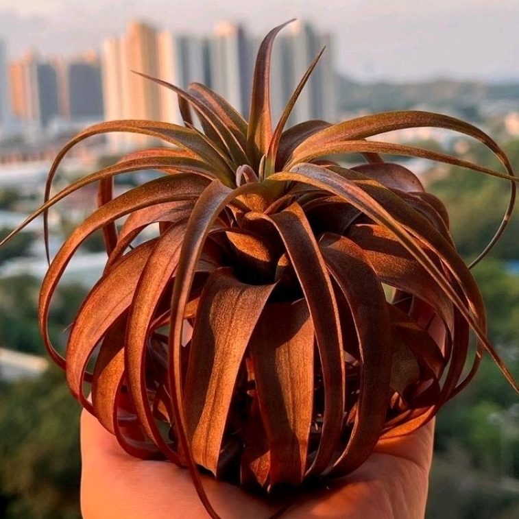 Tillandsia Love Knot (Capitata x Streptophylla) medium