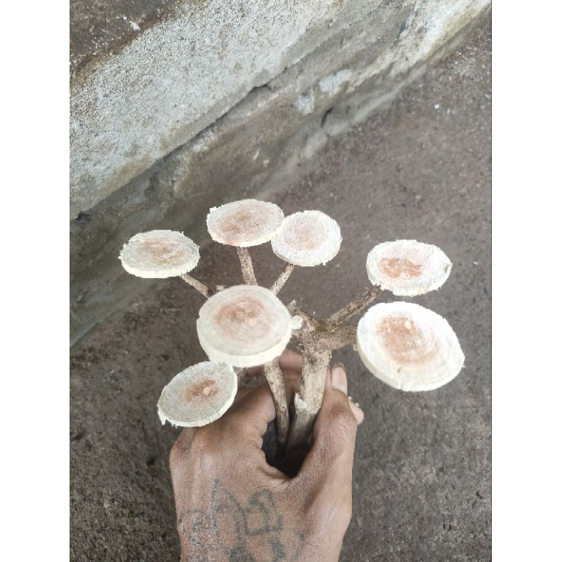 bahan bonsai aquascape