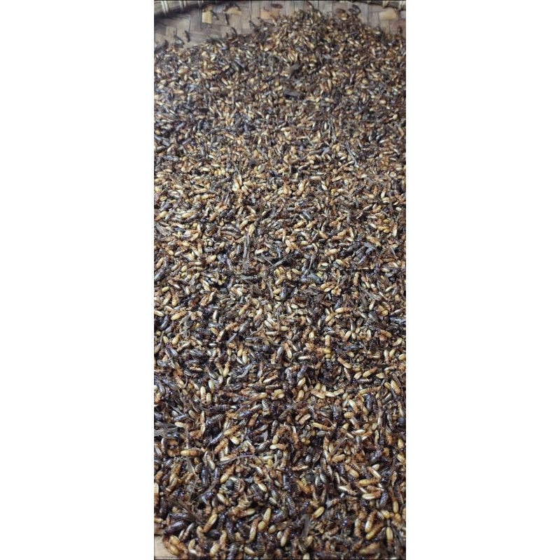 umpan pancing LARON SILARU kemasan 1 liter