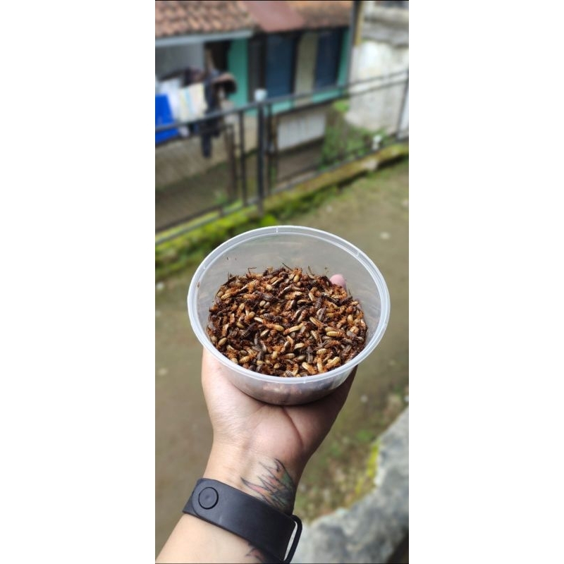 umpan pancing LARON SILARU