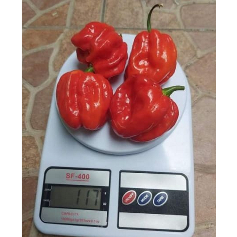 ID 10 BENIH BIBIT CABE KATOKKON TORAJA SUPER UNGGUL