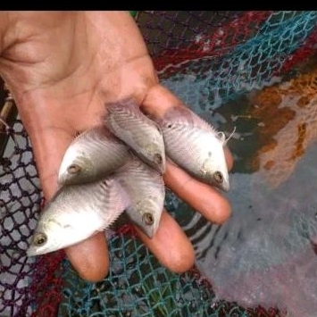 Bibit Gurame Soang