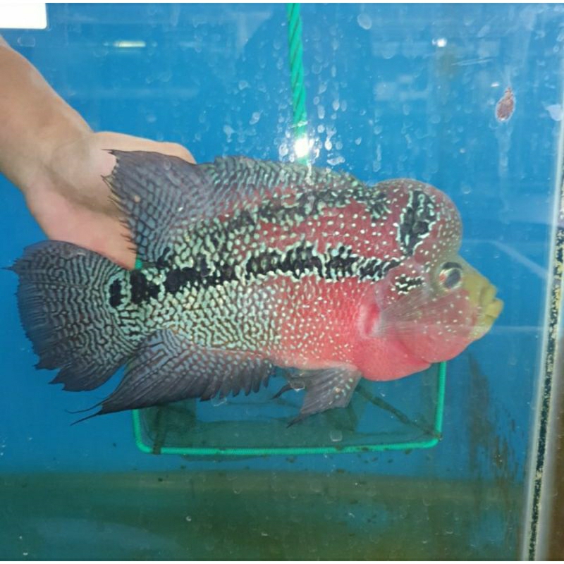 Ikan Louhan F3 Mongkol ORI Thai Ukuran 5 Jari