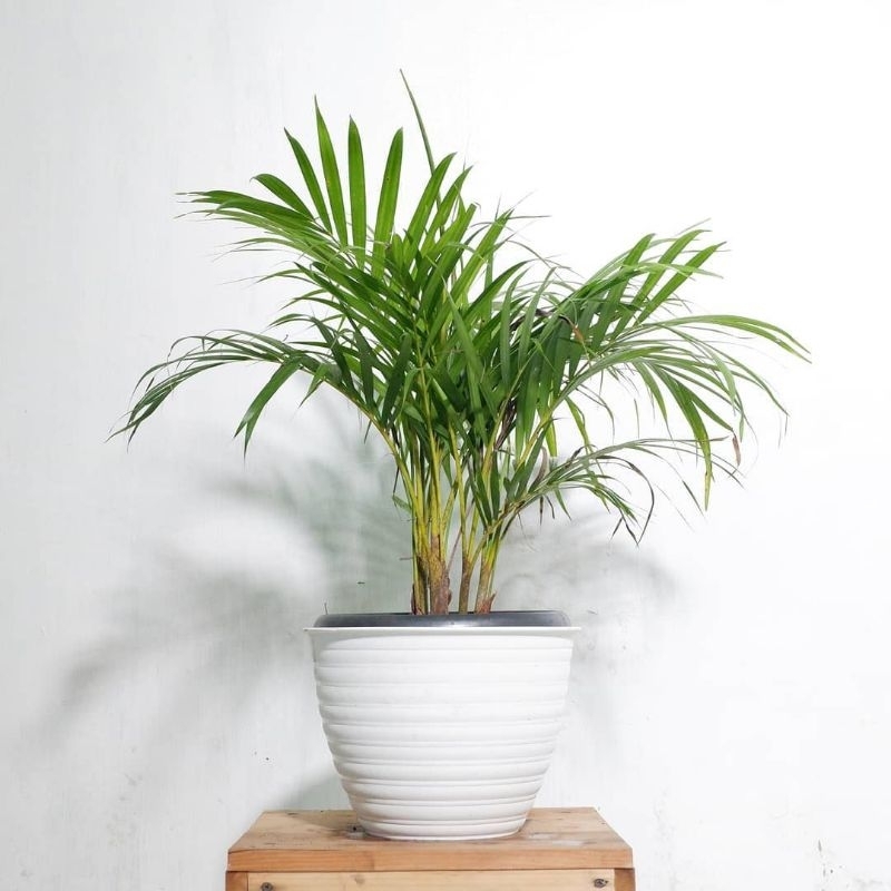 tanaman palem kuning mini 1 polibag isi 3 - rimbun