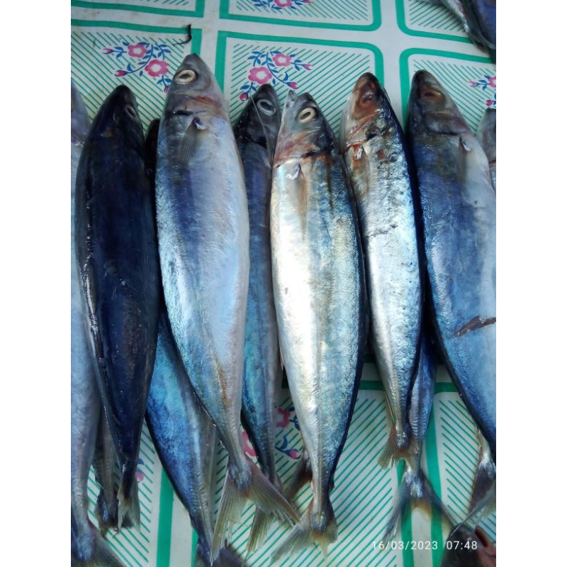 

ikan basah salem presh