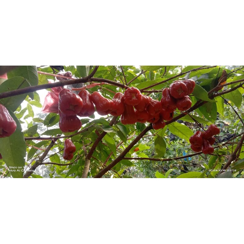 

jambu air citr azzahra