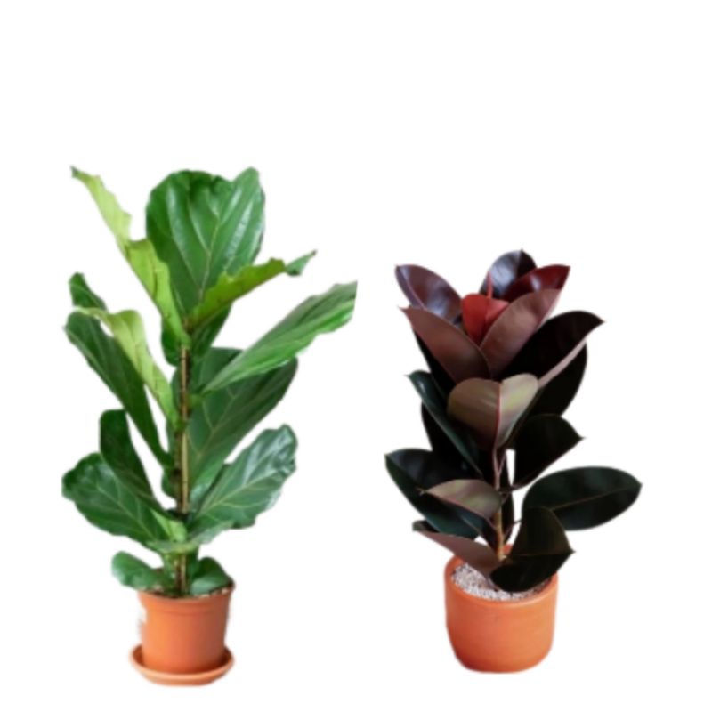 PAKET 2 POHON KETAPANG & KARET KEBO MERAH dan hijau