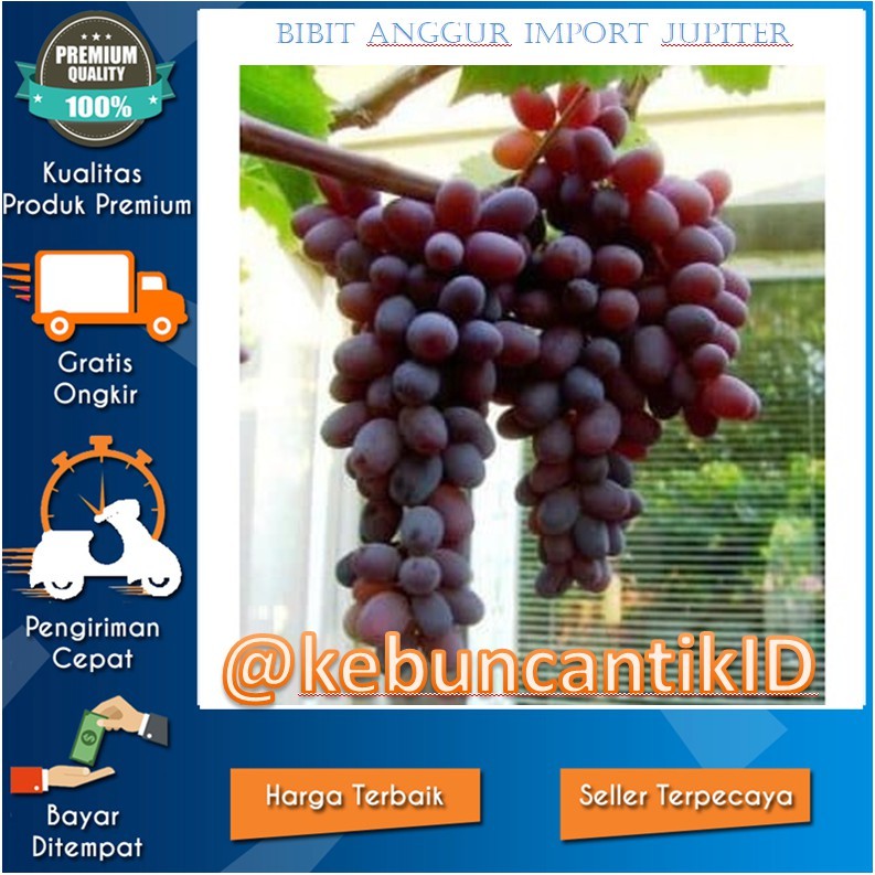 BIBIT ANGGUR IMPORT JUPITER STEK