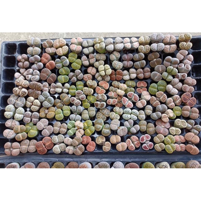 LITHOPS