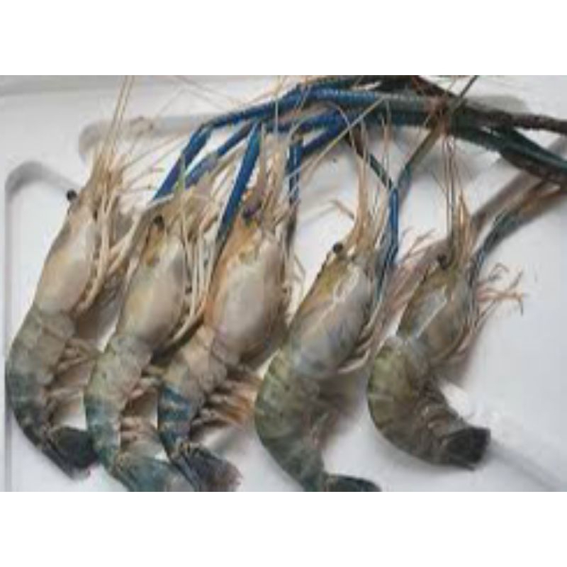 Udang Galah Segar