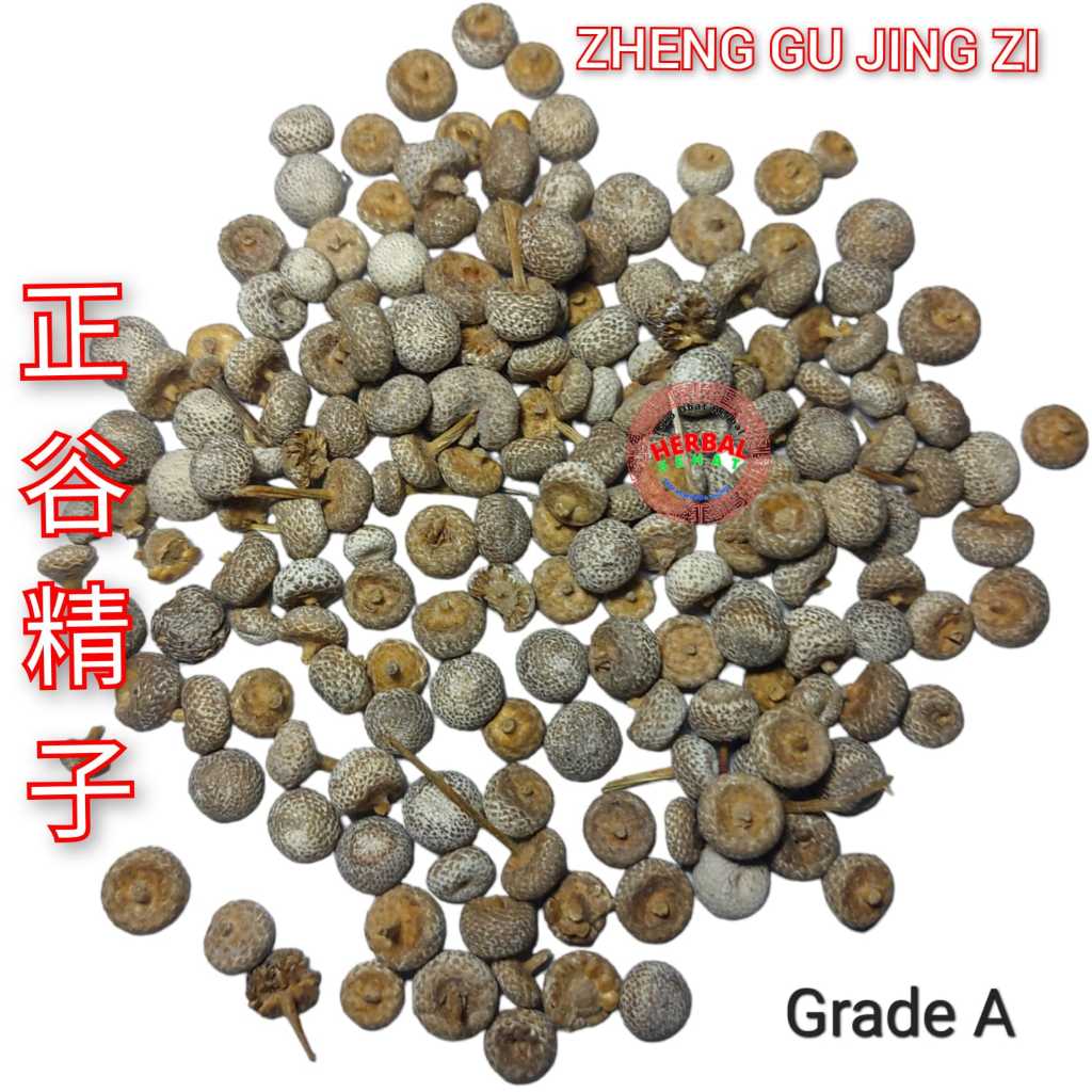 

600 gram - Grade A - Zheng Gu Jing Zi / Gu Jing Zi 正谷精子 Pipewort Scapus Eriocaulon Buergerianum Asli Pipewort Flower