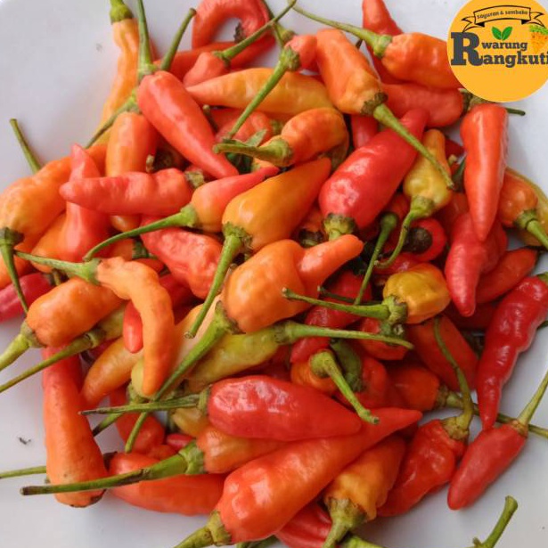 

☄️New event✨ Cabe Rawit Merah