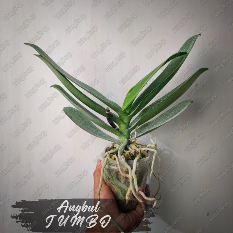 ANGGREK BULAN JUMBO PASKA PREMIUM