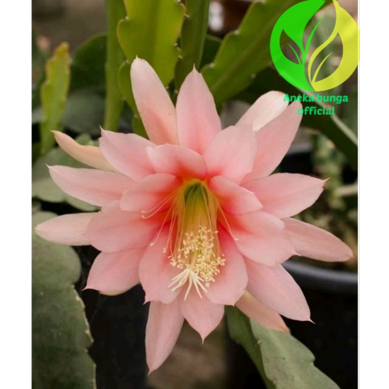 BUNGA WIJAYA KUSUMA BESAR PINK MERAH / TANAMAN HIAS POHON WIJAYA KUSUMA BUNGA BESAR / BIBIT BUNGA WI