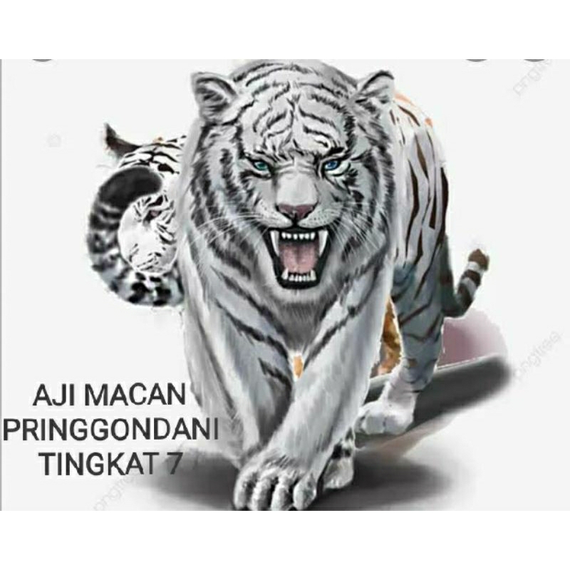 

AjiMacanPringgondaniTingkat7