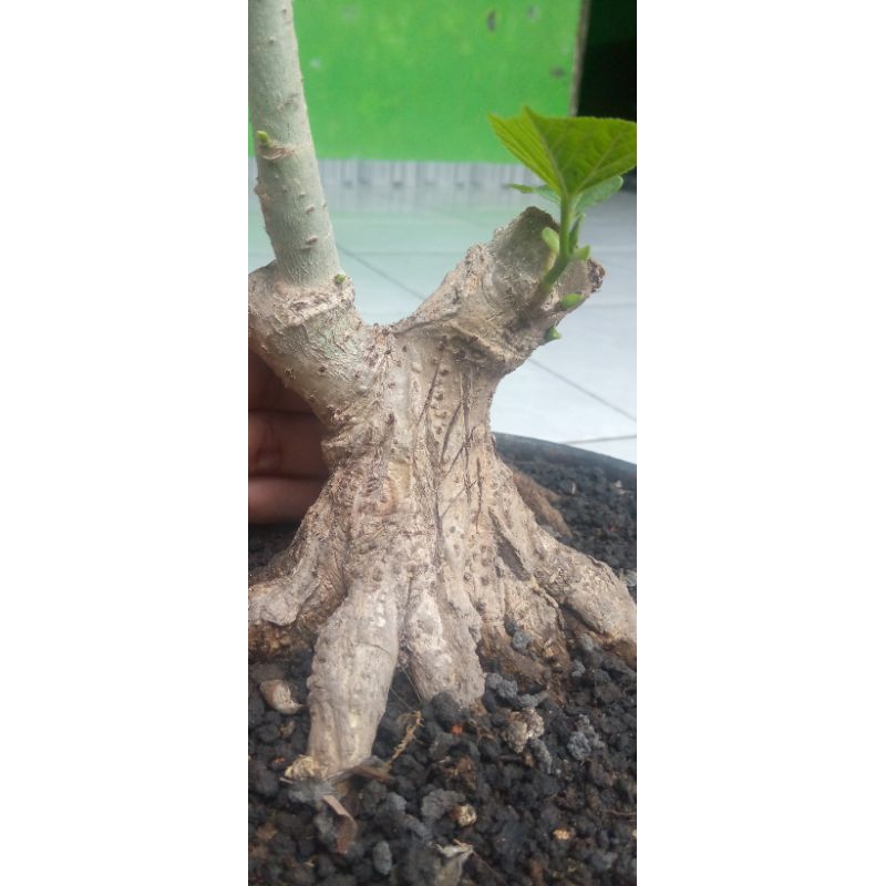 BONSAI WARU INDIA MINI