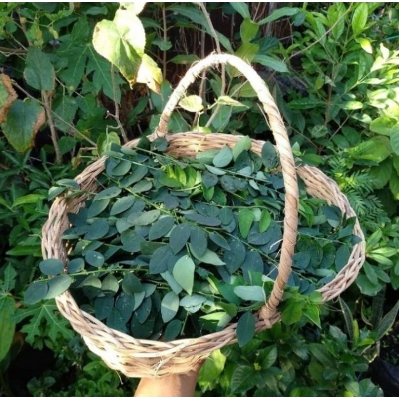 

Daun Katuk Segar Netto 100 gram Original
