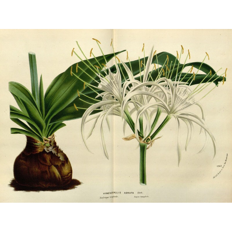 Umbi bunga bakung putih