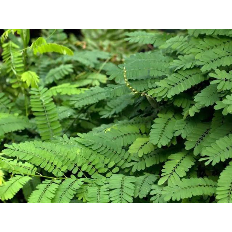 daun saga atau daun sogok tunteng