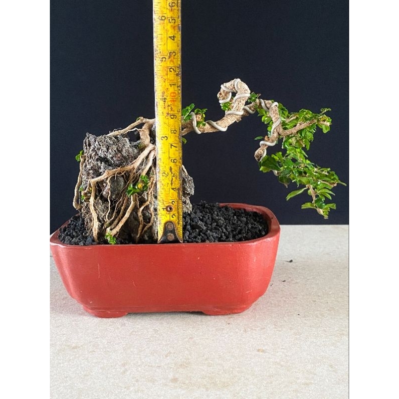 Bonsai Hokiantea Micro