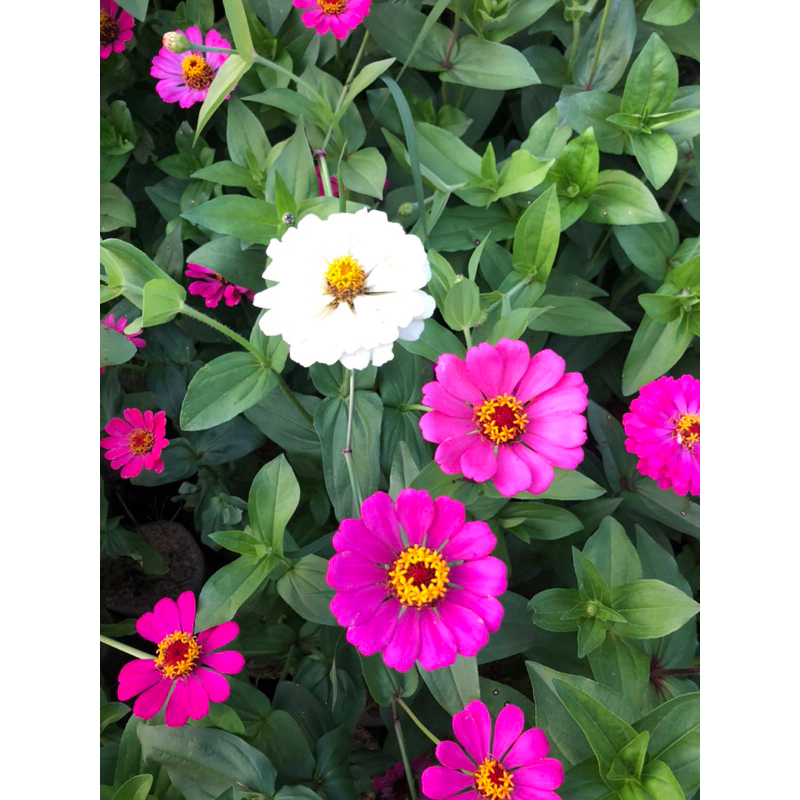 tanaman bunga kertas