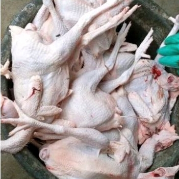 ayam merah per ekor bersih ,,, pengiriman h+1 minimal