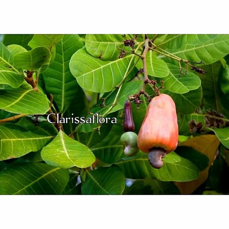 PROMO  Pohon buah jambu Mede - tanaman buah jambu mede daunnya bisa untuk lalapan