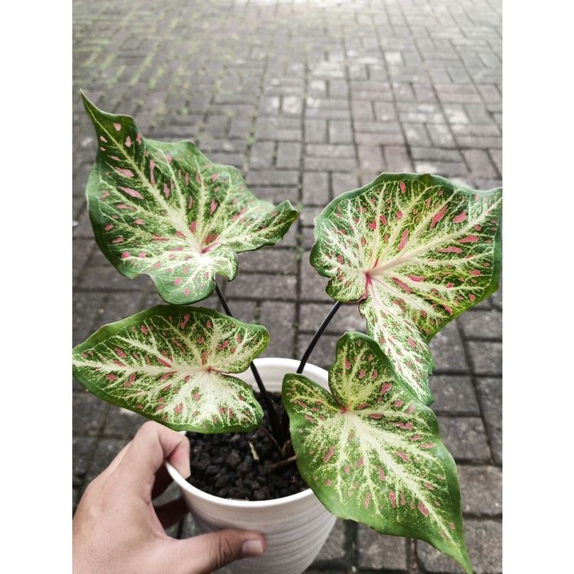 Bunga hias Keladi gingerland Caladium Gingerland tanaman hias berkualitas