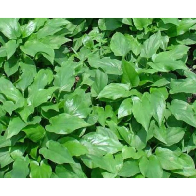 

DAUN KUPING KELINCI SEGAR 1kg