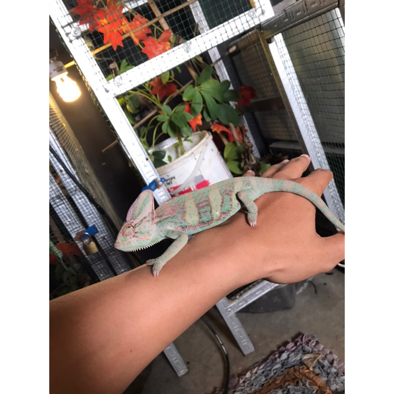 veiled chameleon jantan