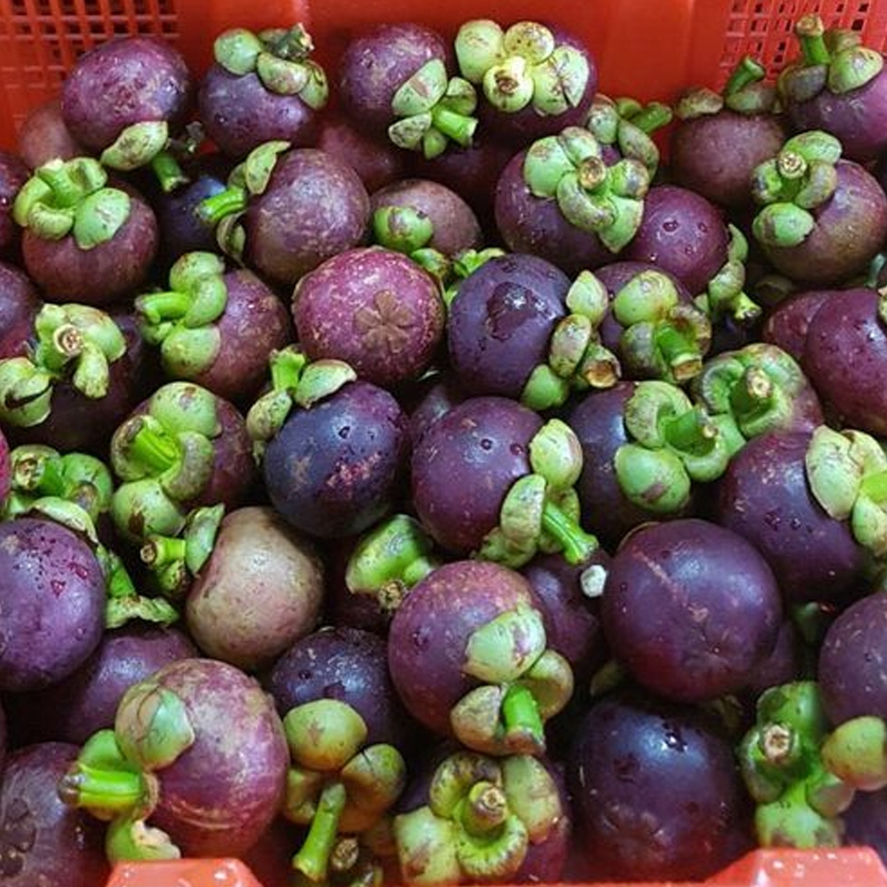 

BUAH MANGGIS SUPER FRESH 1KG Segar dan Manis