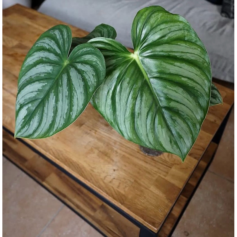 philodendron plowmanii black face narrow philo