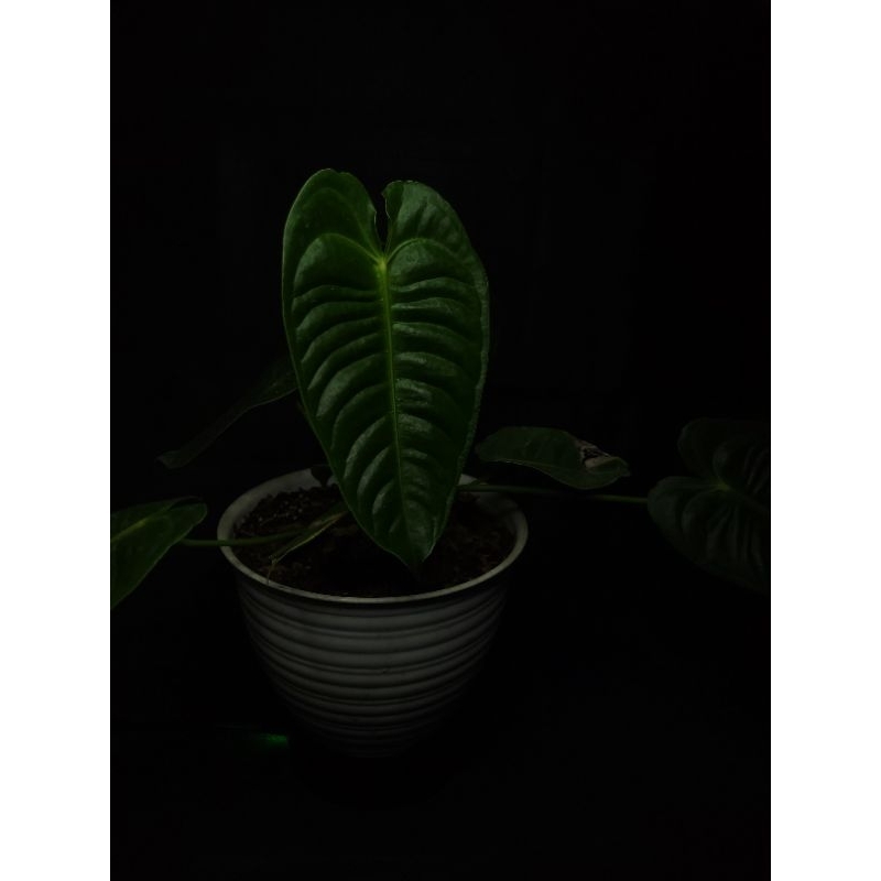 Anthurium Veitchii Ori King
