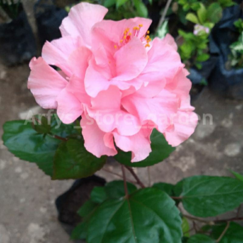 Bibit Bunga Sepatu tumpuk Pink Rose