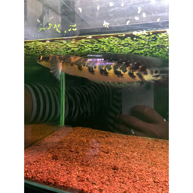 

Produk ys single tank grade A