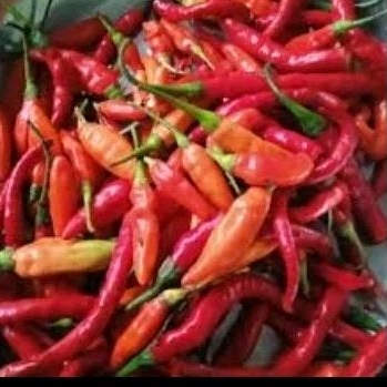 

cabai campur per bungkus Rp.5000