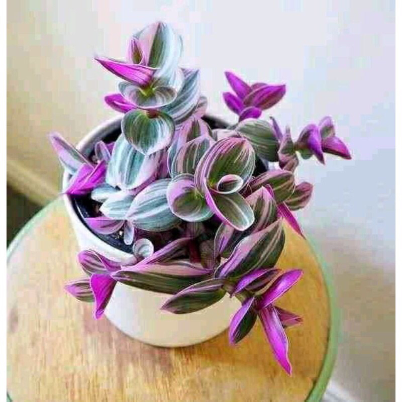 Tradescantia Gewor Tanaman Gantung