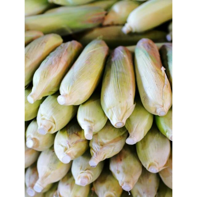 

Jagung Manis Super 500 gr Fresh