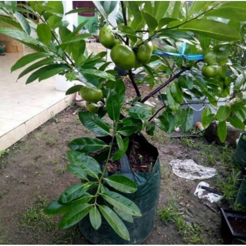 Bibit Buah Black Sapote Giant Jumbo, Okulasi # VALID