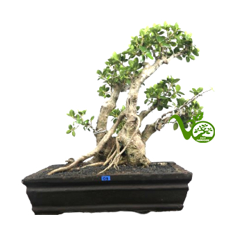 Bonsai Dollar Mangkok 03 (ficus Green Island