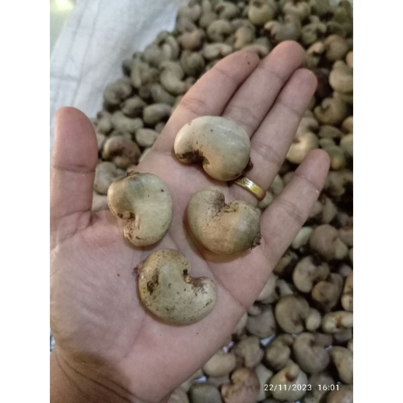 

BIBIT JAMBU METE/ BIJI MEDE 1kg