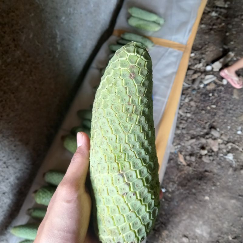 Buah Monstera Siap kirim