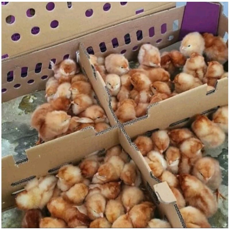 Doc Ayam Petelur - Anak ayam Petelur
