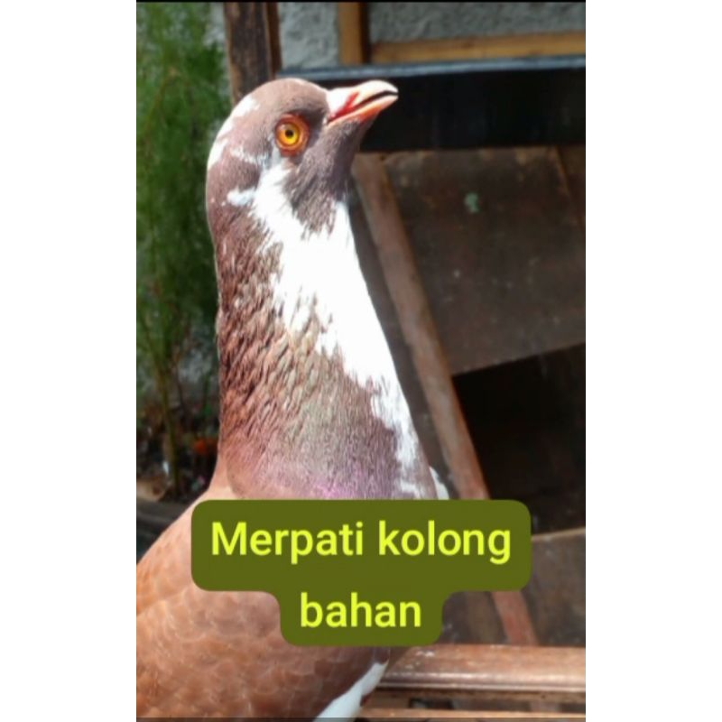 burung merpati sepasang prospek kolongan