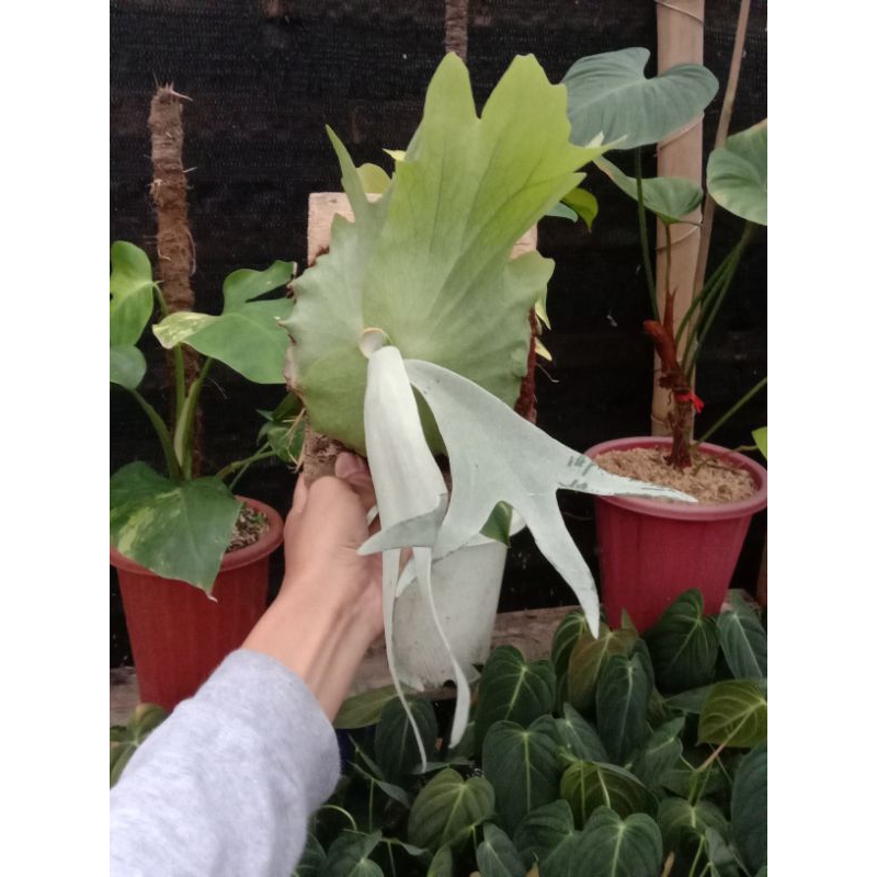 Platycerium willinkcii blue ice (anakan)