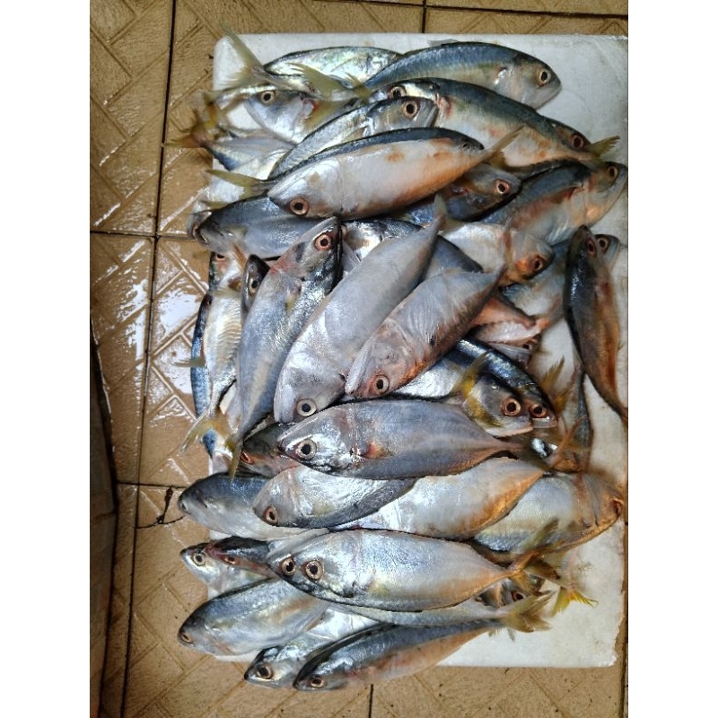 

ikan kembung segar